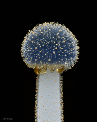 Mycena subcyanocephala
