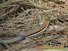 Pholidoscelis auberi