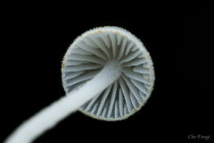 Mycena subcyanocephala