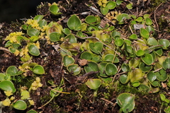 Dioscorea ancachsensis