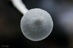 Mycena subcyanocephala