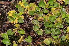 Dioscorea ancachsensis