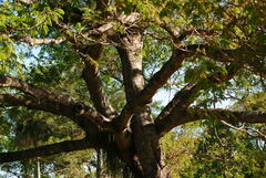 Enterolobium contortisiliquum