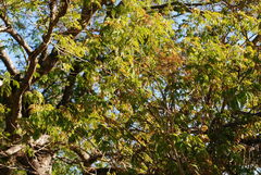 Enterolobium contortisiliquum