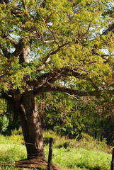 Enterolobium contortisiliquum