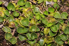 Dioscorea ancachsensis