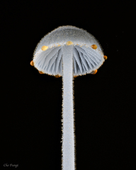 Mycena subcyanocephala