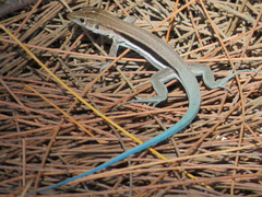 Pholidoscelis auberi