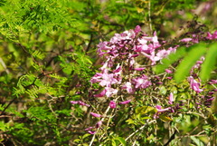 Tanaecium dichotomum