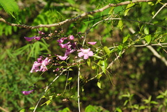 Tanaecium dichotomum