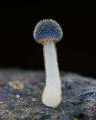 Mycena subcyanocephala