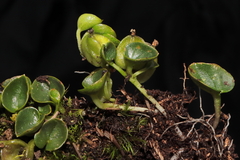 Dioscorea ancachsensis