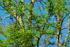 Vachellia aroma
