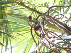 Hyphaene thebaica