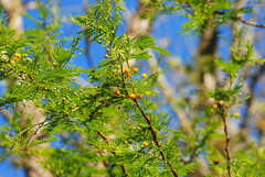Vachellia aroma