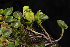 Dioscorea ancachsensis