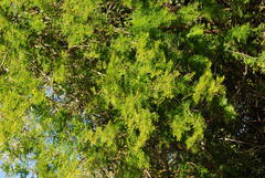 Vachellia aroma