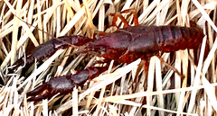 Procambarus