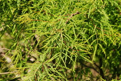 Prosopis alba