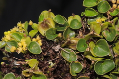 Dioscorea ancachsensis