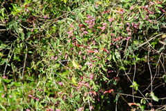 Dolichandra cynanchoides