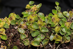 Dioscorea ancachsensis