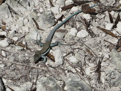 Pholidoscelis auberi