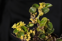 Dioscorea ancachsensis