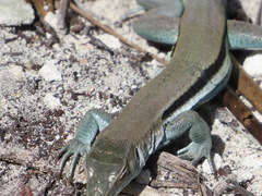 Pholidoscelis auberi