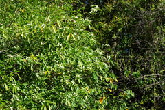 Tabernaemontana catharinensis