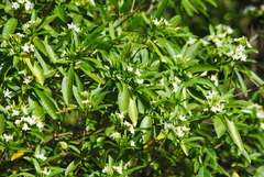 Tabernaemontana catharinensis