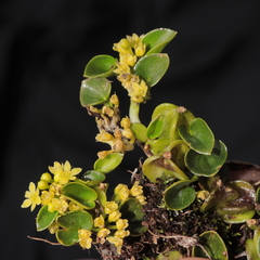 Dioscorea ancachsensis