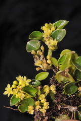 Dioscorea ancachsensis