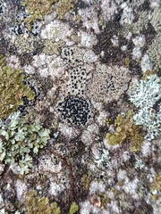 Lecidella elaeochroma