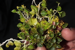 Dioscorea ancachsensis