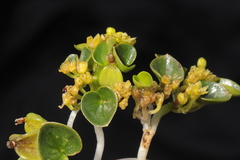 Dioscorea ancachsensis