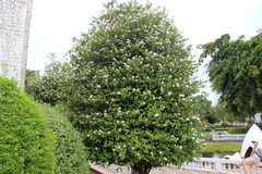 Wrightia antidysenterica