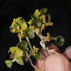 Dioscorea ancachsensis