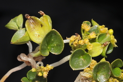 Dioscorea ancachsensis