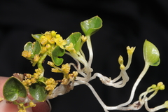 Dioscorea ancachsensis