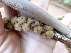 Hyphaene thebaica