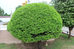 Wrightia religiosa