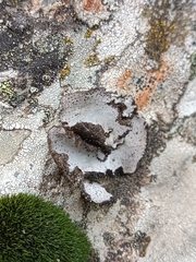 Umbilicaria