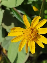 Sphagneticola trilobata