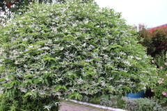 Cornales