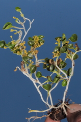 Dioscorea ancachsensis