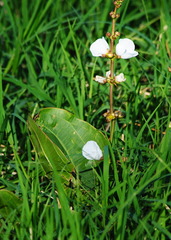 Echinodorus grandiflorus