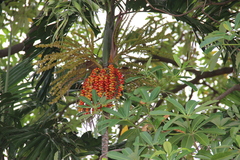 Ptychosperma macarthurii