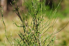 Solanum amygdalifolium