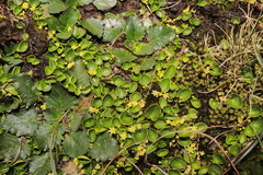 Dioscorea ancachsensis
